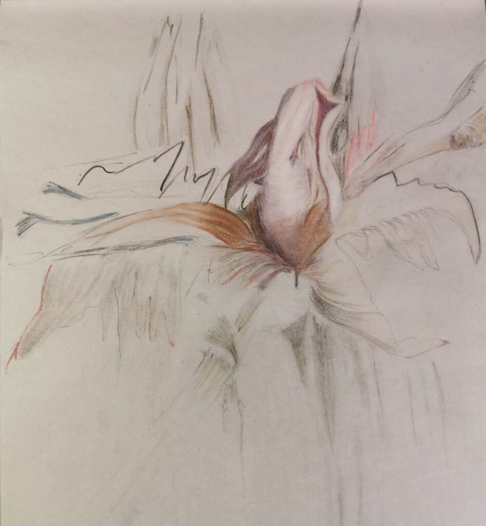 Abstrahierte Amaryllis in Bleistift und Pastellstiften mit offenen, fragmentierten Linien und einer verdichteten Blütenform im Zentrum.
